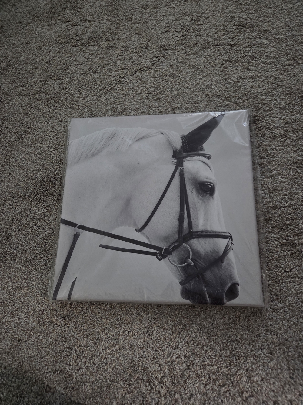 Black & White Equestrian Horse Canvas Wall Art